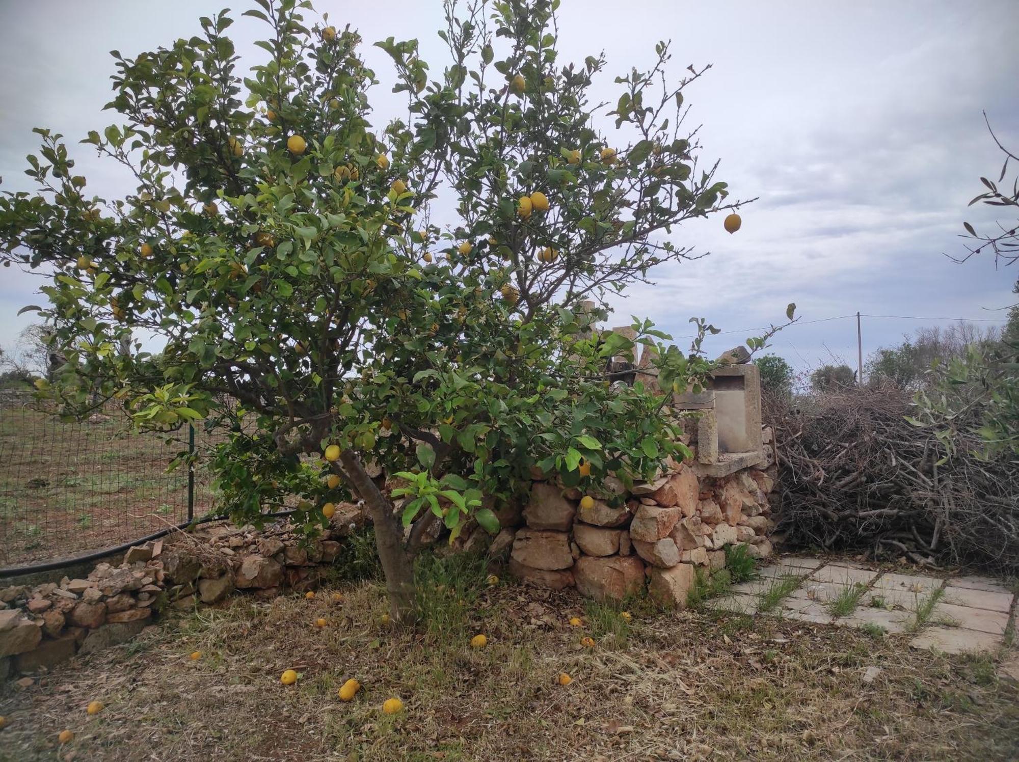 Apartmán Trullo Contrada Specchi Racale Exteriér fotografie